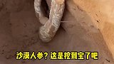 沙漠人参？这是挖到宝了吧
