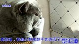 这只小母猫胆子真大，竟把手放在暴躁胖公猫头上，公猫：要气化了