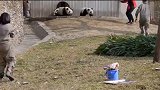 开饭时间到！一大群熊团子全跑出来了，场面笑爆了