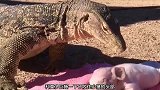 科莫多巨蜥多恐怖？一头猪几口就吞下！