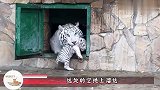 小白虎贪玩撒欢乱跑,结果虎妈一声怒吼,镜头拍下搞笑瞬间