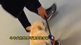独门绝技法国斗牛犬用头连击沙滩排球17次