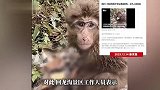 四川一景区有猴子骨头裸露受伤，身体发抖坐在路边吃东西