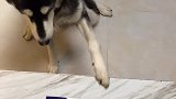 牛排和鸡胸肉二哈会选哪个