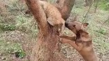 原谅我没有救猫，毕竟不能干预自然呀