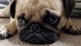 八哥犬真是太可爱了，全身都是戏