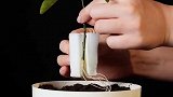 闲暇时在家也能种绿植哦，看完视频的你学会怎么种了吗