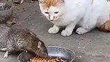 猫咪：你点外卖了
