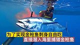 出海捕猎金枪鱼实现刺身自由吃的体验