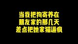 石榴朋友连夜打电话…让我把番茄赶紧接走…猫狗双全