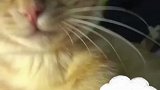 猫猫眼神里全是质问，有种继续打啊