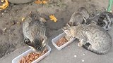 家里来了几只流浪猫，不给食物吃就不让出门，怎么办啊