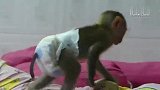 小猴子试着叫醒妈妈和它一起玩，跟人类宝宝一样，太可爱了