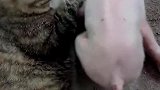 猫：耗子吃多了，我也想吃猪肉！