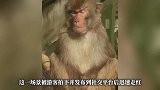 南京红山动物园猴子竹筏上打坐沉思，网友：有孙悟空那味了