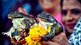 印度的迷之操作！为求雨给青蛙办婚礼，结婚不到2个月却离婚了！