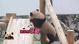 熊猫宝宝使出洪荒之力，还是没能爬到滑梯上去