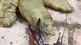 甲鱼大战小龙虾，直接一口咬断了虾钳，这也太厉害了