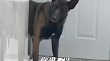 当消防搜救犬的训导员“消失”一段时间后