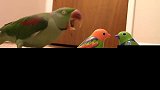 当真鹦鹉遇到两只假鹦鹉，小家伙会有什么反应
