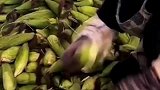 女子砍玉米，刀起玉米落，刀功出神入化惊呆众人