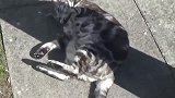 街上发现一只流浪猫，细看是走失半年的家猫，太高兴了