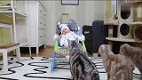 小宝宝出生以后，看看家里猫是什么反应