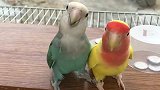 鹦鹉：主人开枪了，赶紧躺下！混口吃的我容易吗