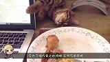 猫咪为吃鸡腿竟装睡梦游，却还是被抓个现行，真的是个戏精