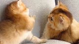 两只小奶猫挠架，好可爱呀！