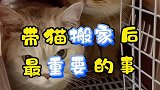 养猫无小事，方方面面都要替毛孩子考虑到