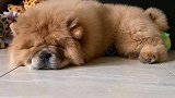 狗狗也有英雄梦