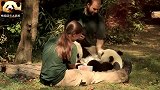 2只熊猫在奥地利备受宠爱，奶爸奶妈小心翼翼地伺候，熊生真美好