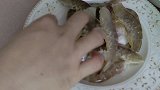简单酥脆的蒜蓉虾，蒜香十足，太好吃了