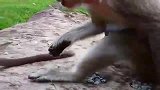 猴妈从小猴仔嘴巴里抢吃的，小猴仔很生气
