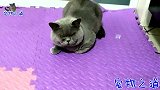 主人让公猫看猫宝宝，公猫不耐烦伸爪就打，母猫一出现它立刻怂了