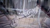 我家猫自从学会开门以后，还带着小伙伴们一起越狱！