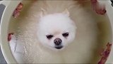 狗狗泡玫瑰浴，上下眼皮都在打架了，主人还不把它抱起来