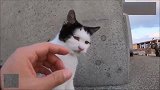 跟拍流浪猫：路边发现一只发型奇特的流浪猫，谁看了都想摸一把