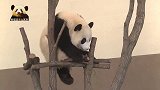 熊猫宝宝趴在木架上懒洋洋的，彻底变成一只“废熊”，好萌呀！