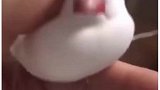 你最想养的天命宠物是什么