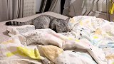 【七月与摩卡】每天都守着麻麻洗澡的小短腿和猫猫