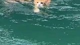 猫刨式游泳，它游的好认真