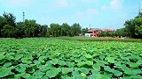 邯郸广平一美丽乡村打造百余亩荷塘，成为网红打卡地！