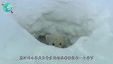 主人将乌龟塞进冰箱，强制让它冬眠，2个月后取出时后悔了