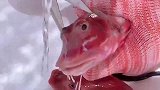 新鲜的红娘子鱼，一个人工作12个小时也只能清理100多斤而已