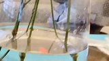 去超市放弃了各种零食，抱着这只小金鱼不撒手