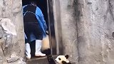 大熊猫：放开我，我才不想上班！