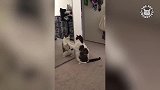 一只正在照镜子的猫咪，看这认真的样子，还真是臭美呢！