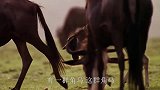 豹子捕猎羚羊，本以为轻而易举，结果却被羚羊反杀！